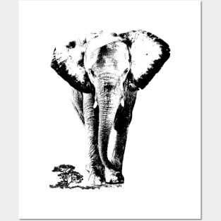 Elephant sahara Posters and Art